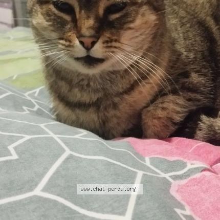 Photo 1/1 Kitty Chat lost in Collegien