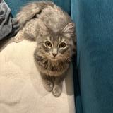 Picture of cat lost at Saint Pol De Leon