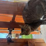 Picture of cat found at Pithiviers Le Vieil