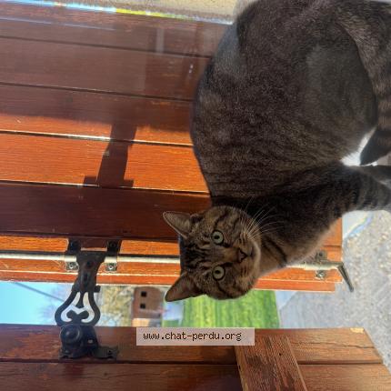 Photo 1/1 Found cat Found in Pithiviers le vieil