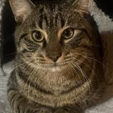 Picture of cat lost at Montreuil