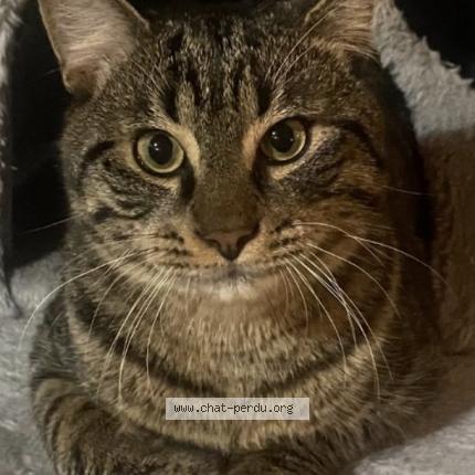 Photo 1/1 Simba Chat lost in Montreuil