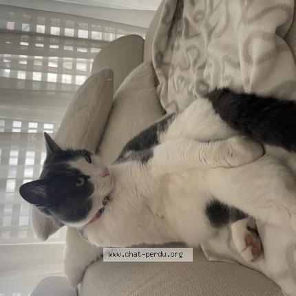 Foto 1/1 Wiedergefundene Katze Verloren in Chavornay