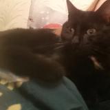 Picture of cat lost at Auby