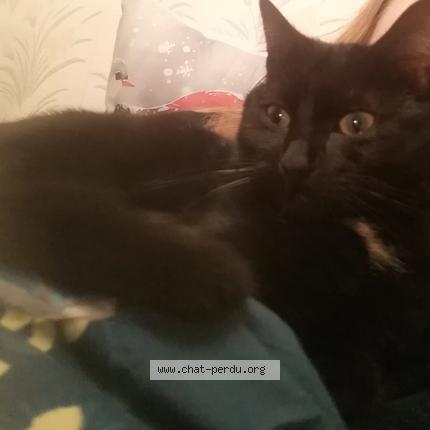 Photo 1/1 Azar Chat lost in Auby