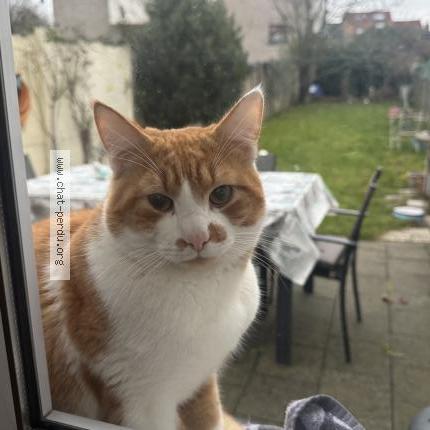 Photo 1/1 Found cat Found in Bruxelles