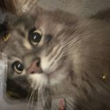 Picture of cat found at Blois