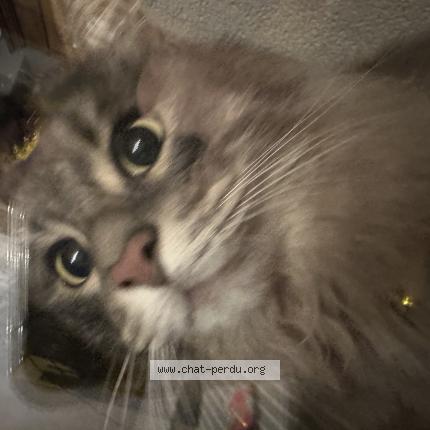 Photo 1/1 Found cat Found in Blois