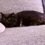 Picture of cat lost at Noisy Le Sec