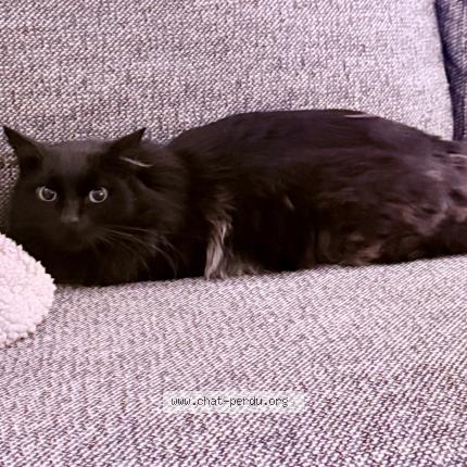 Photo 1/1 Robert Chat lost in Noisy le sec