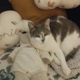 Picture of cat lost at Angouleme