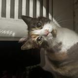 Picture of cat found at Versoix