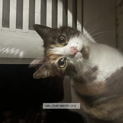 Photo 1/1 Found cat Found in Versoix