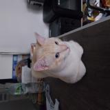 Picture of cat lost at Villepinte