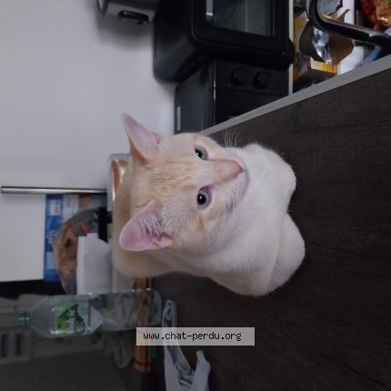 Photo 1/3 Vanille Chat lost in Villepinte