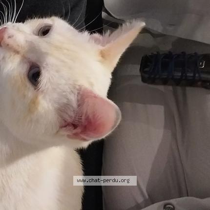 Photo 2/3 Vanille Chat lost in Villepinte