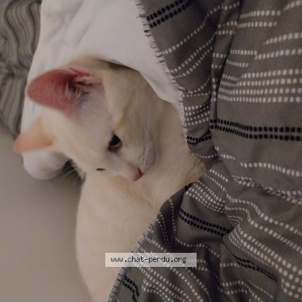 Photo 3/3 Vanille Chat lost in Villepinte