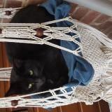 Picture of cat lost at Faches Thumesnil