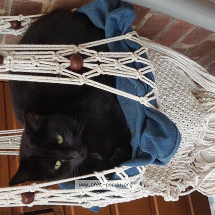 Photo 1/1 Minette Chat lost in Faches thumesnil