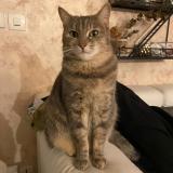 Picture of cat lost at Blere
