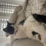 Picture of cat found at Chavornay