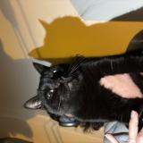 Picture of cat found at Nice