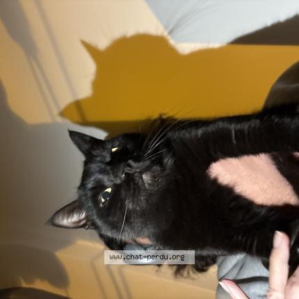 Photo 1/1 Found cat Found in Nice