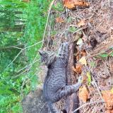 Picture of cat lost at Spartanburg