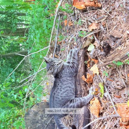 Photo 1/1 Slip Chat lost in Spartanburg