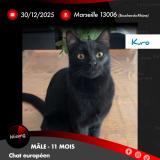 Picture of cat lost at Marseille