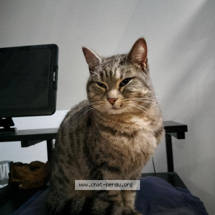 Photo 1/1 Found cat Found in St caradec