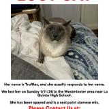 Photo of a cat found in Westminster