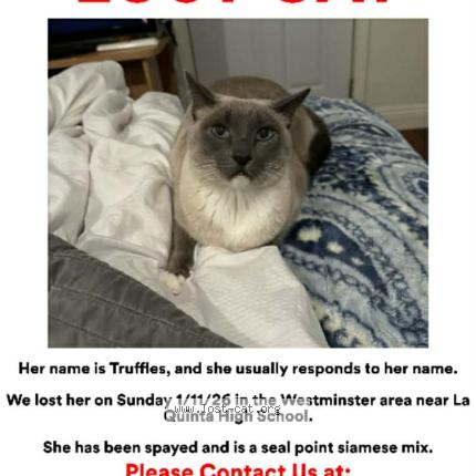 Photo 1/1 Reunited cat Lost in Westminster