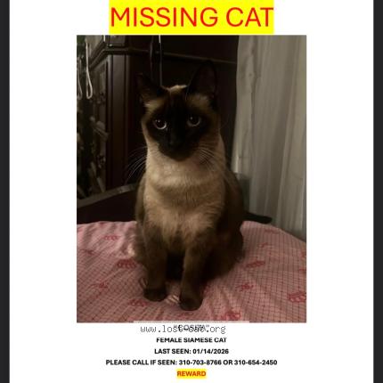 Photo 1/1 Cosita Chat lost in Lawndale
