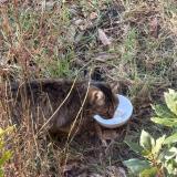 Picture of cat found at Souesmes