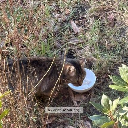 Photo 1/1 Found cat Found in Souesmes