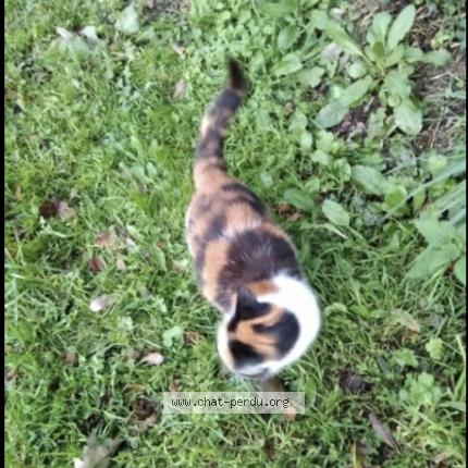 Photo 1/1 Cat reunited Lost in Argol