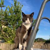 Picture of cat lost at Forbach