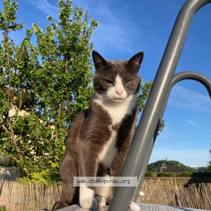 Photo 1/1 Cajou Chat lost in Forbach