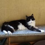 Picture of cat lost at Nimes