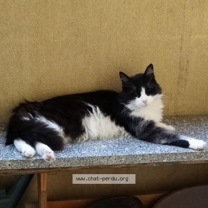 Photo 1/4 Mystic Chat lost in Nimes