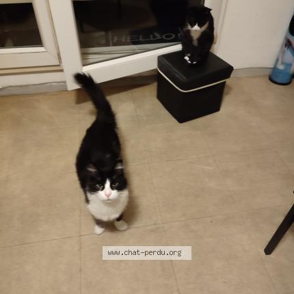 Photo 3/4 Mystic Chat lost in Nimes