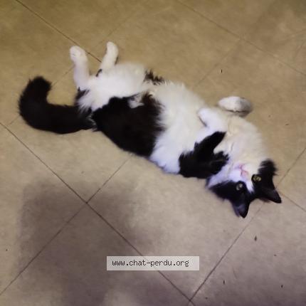 Photo 4/4 Mystic Chat lost in Nimes