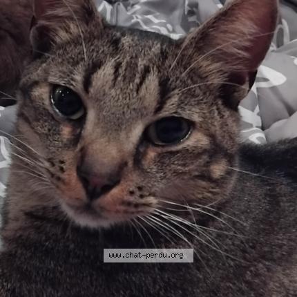 Foto 1/1 Kat teruggevonden Vermist in Nivelles