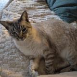 Picture of cat lost at Plouegat Moysan