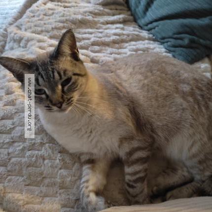 Photo 1/1 Violette Chat lost in Plouegat moysan