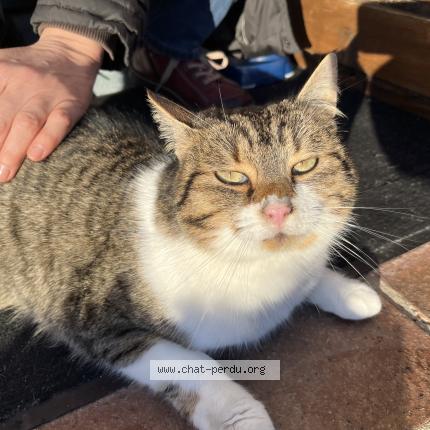 Photo 1/1 Found cat Found in Luneray