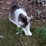 Picture of cat lost at Gournay En Bray