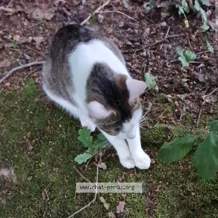 Photo 1/1 Quentin Bertrand Claude Duval Chat lost in Gournay en bray