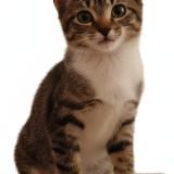 Picture of cat lost at Saint Cloud